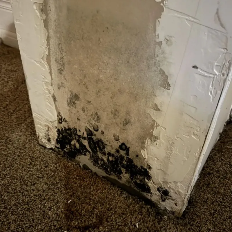 Professional Mold Removal in Las Lomas, CA